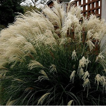 Miskante, Ķīnas 'Vanilla...