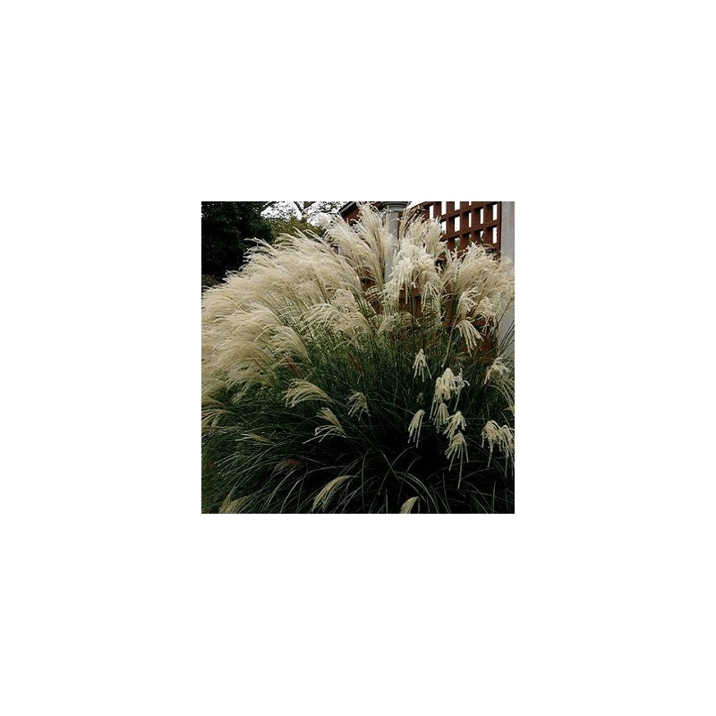 Miskantas, Kinų 'Vanilla Sky' /Miscanthus sinensis/ - C3 kont.