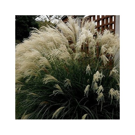 Miskante, Ķīnas 'Vanilla Sky' /Miscanthus sinensis/ - C3 kont.