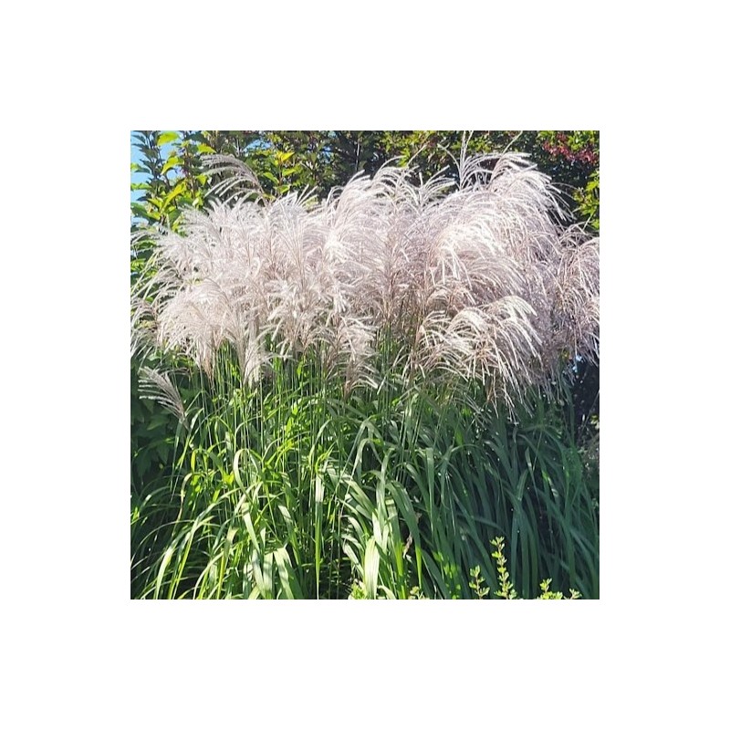 Miskantas, Kinų 'Memory' /Miscanthus sinensis/ - C5 kont.