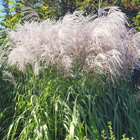 Miskante, Ķīnas 'Memory' /Miscanthus sinensis/ - C5 kont.