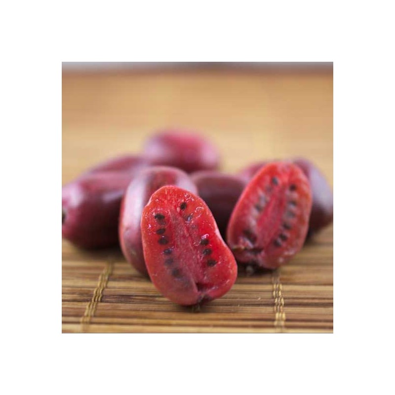 Aktinīdija (kivis) 'Hardy Red' (moteriškas lyties) /actinidia arguta/ - C2 kont.