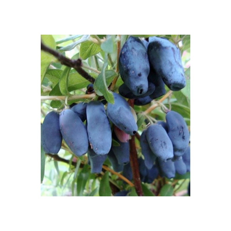 Kamčiatkinė sausmedė ,,Amphora,, /Lonicera caerulea var. kamtschatica/ - C2 kont.