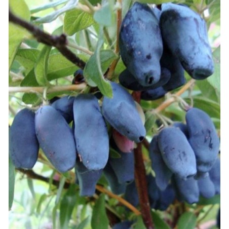 Kamčiatkinė sausmedė ,,Amphora,, /Lonicera caerulea var. kamtschatica/ - C2 kont.