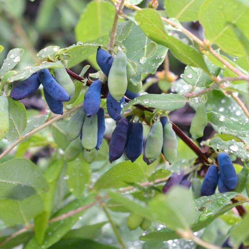 Kamčiatkinė sausmedė ,,Morena,, /Lonicera caerulea var. kamtschatica/ - C2 kont.