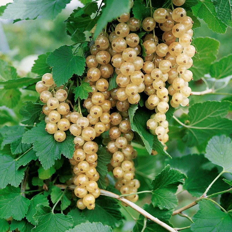 Jāņoga, baltā "Weisse Versailles" /ribes rubrum/ - C3 kont.