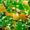 Agrastas "Hinnonmaki Yellow" /ribes uva-crispa/