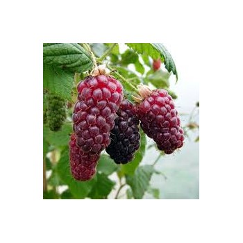Aviečių–gervuogių hibridas "Buckingham Tayberry" /rubus/ - C2 kont.
