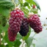 Aviečių–gervuogių hibridas "Buckingham Tayberry" /rubus/ - C2 kont.