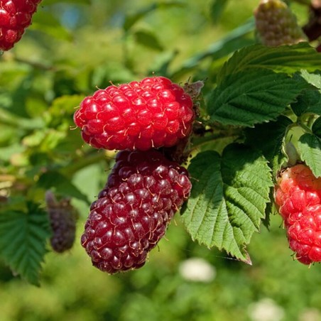 Avenes/kazenes hibrīds "Buckingham Tayberry" /rubus/ - C2 kont.