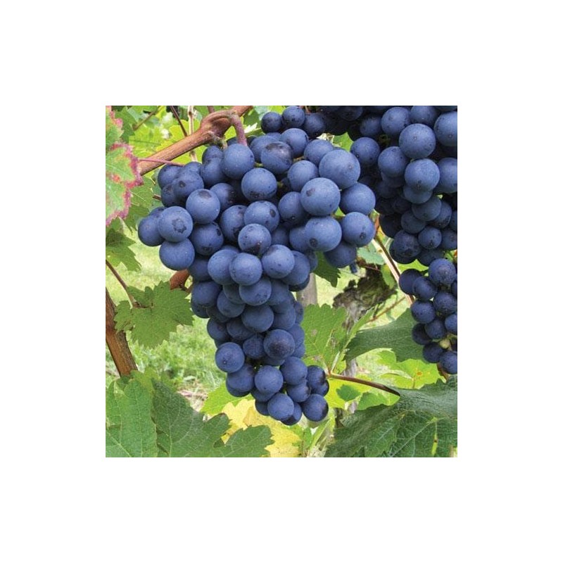 Vynmedis /vitis/ 'Boskoop Glory' - C2 kont.