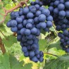 Vynmedis /vitis/ 'Boskoop Glory' - C2 kont.