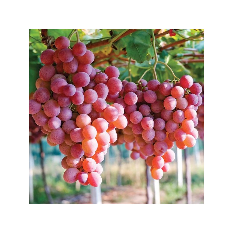 Vīnoga /vitis/ 'Einset Seedless' - C2 kont.