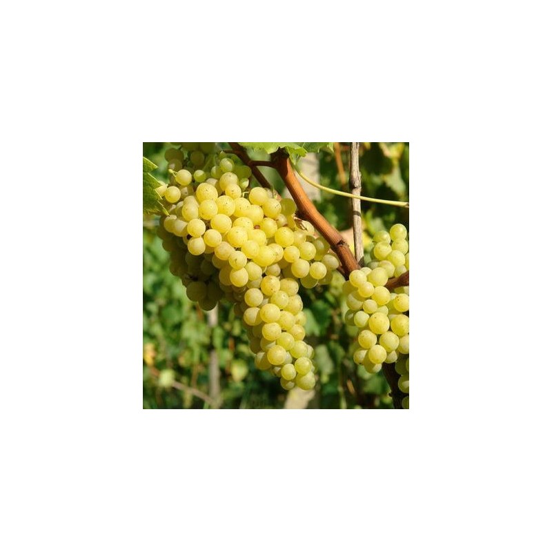 Vīnoga /vitis/ 'Prim' - C2 kont.