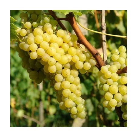 Vynmedis /vitis/ 'Prim' - C2 kont.