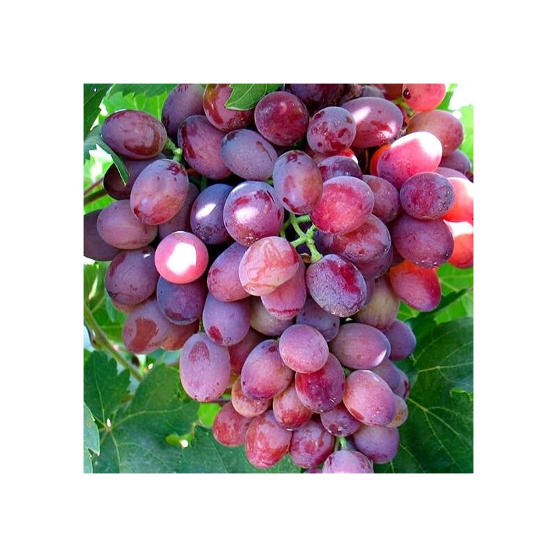 Vīnoga /vitis/ 'Wiktoria' - C2 kont.