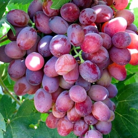 Vīnoga /vitis/ 'Wiktoria' - C2 kont.