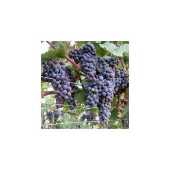 Vynmedis /vitis/ 'Wyszniowy Rannij' - C2 kont.