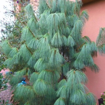 Pušis, himalajinė /Pinus wallichiana/ - P9 kont.