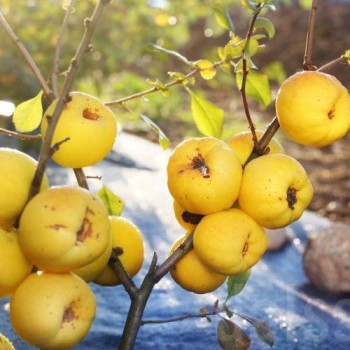 Svarainis "Red Joy" /chaenomeles japonica/ - P9 kont.