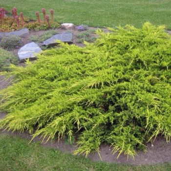 Kadagys, virgininė "Golden Spring" /Juniperus virginiana/ - C12 kont.