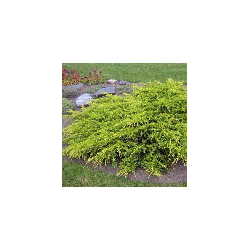 Kadiķis, Virdžīnijas "Golden Spring" /Juniperus virginiana/ - C12 kont.