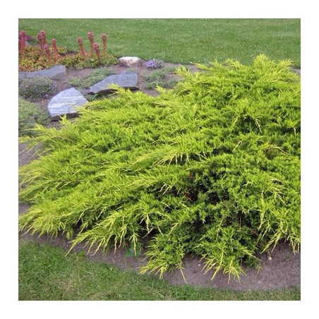 Kadiķis, Virdžīnijas "Golden Spring" /Juniperus virginiana/ - C12 kont.