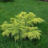 Kadiķis, Virdžīnijas "Golden Spring" /Juniperus virginiana/ - C12 kont.