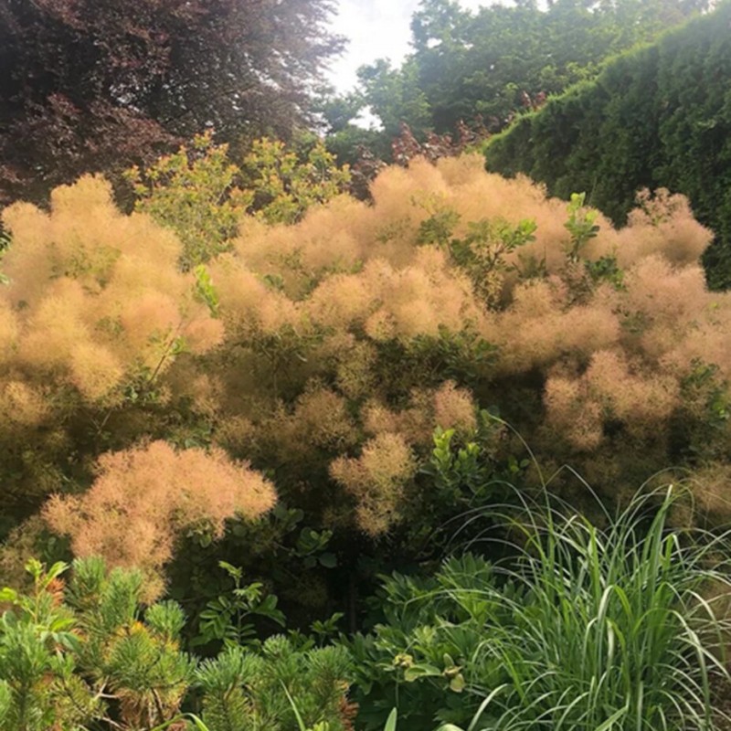 Parūkkoks ,,Lemon Lady,, /cotinus coggyria/ - C4 kont.