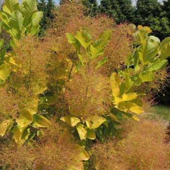 Perukmedis ,,Lemon Lady,, /cotinus coggyria/ - C4 kont.