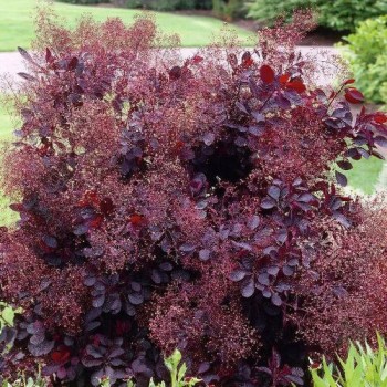 Parūkkoks ,,Lilla,,...