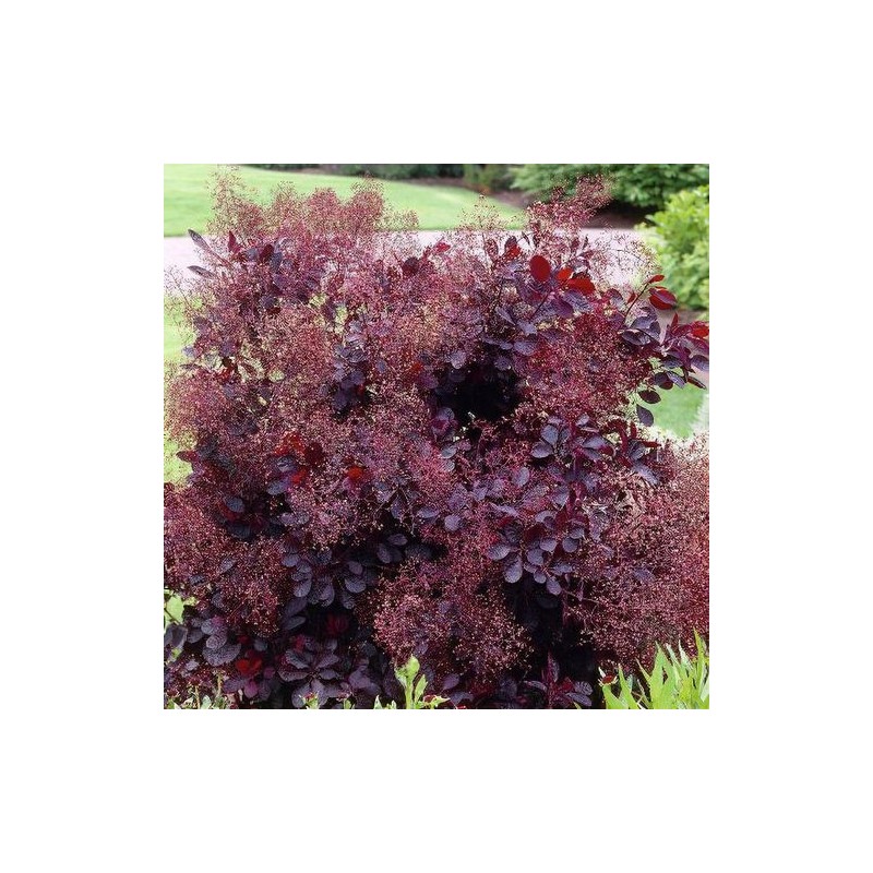 Parūkkoks ,,Lilla,, /cotinus coggyria/ - C4 kont.