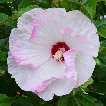 Hibiskas, Dobilinis kaukazas 'Ballet Slippers' /hibiscus/ - C4 Kont.