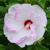 Hibiskas, Dobilinis kaukazas 'Ballet Slippers' /hibiscus/ - C4 Kont.