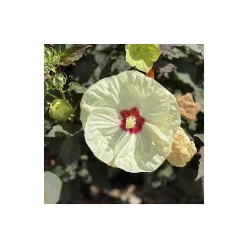 Hibiskas, Dobilinis kaukazas 'French Vanilla' /hibiscus/ - C4 Kont.