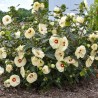 Hibiskas, Dobilinis kaukazas 'French Vanilla' /hibiscus/ - C4 Kont.