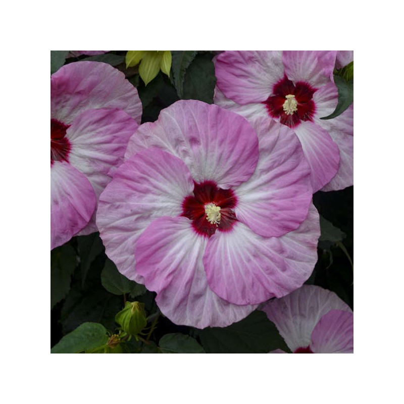 Hibiskas, Dobilinis kaukazas 'Spinderella' /hibiscus/ - C4 Kont.