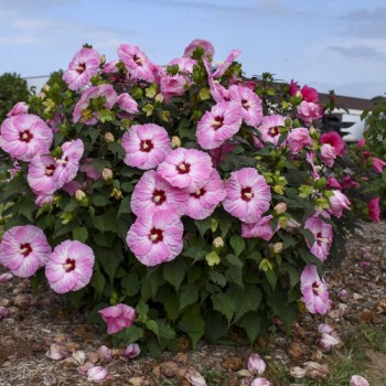 Hibiskas, Dobilinis kaukazas 'Spinderella' /hibiscus/ - C4 Kont.