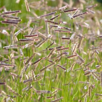Moskītzāle, slaidā 'Bad River' /bouteloua gracilis/ - P14 kont.