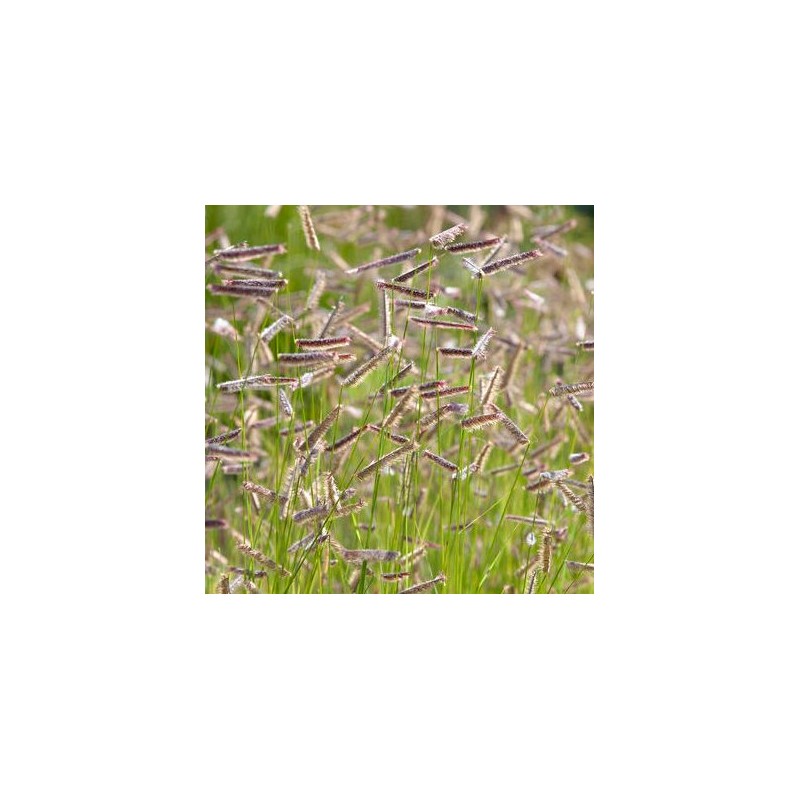 Moskītzāle, slaidā 'Bad River' /bouteloua gracilis/ - P14 kont.