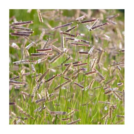 Bouteloua, smulkioji 'Bad River' /bouteloua gracilis/ - P14 kont.