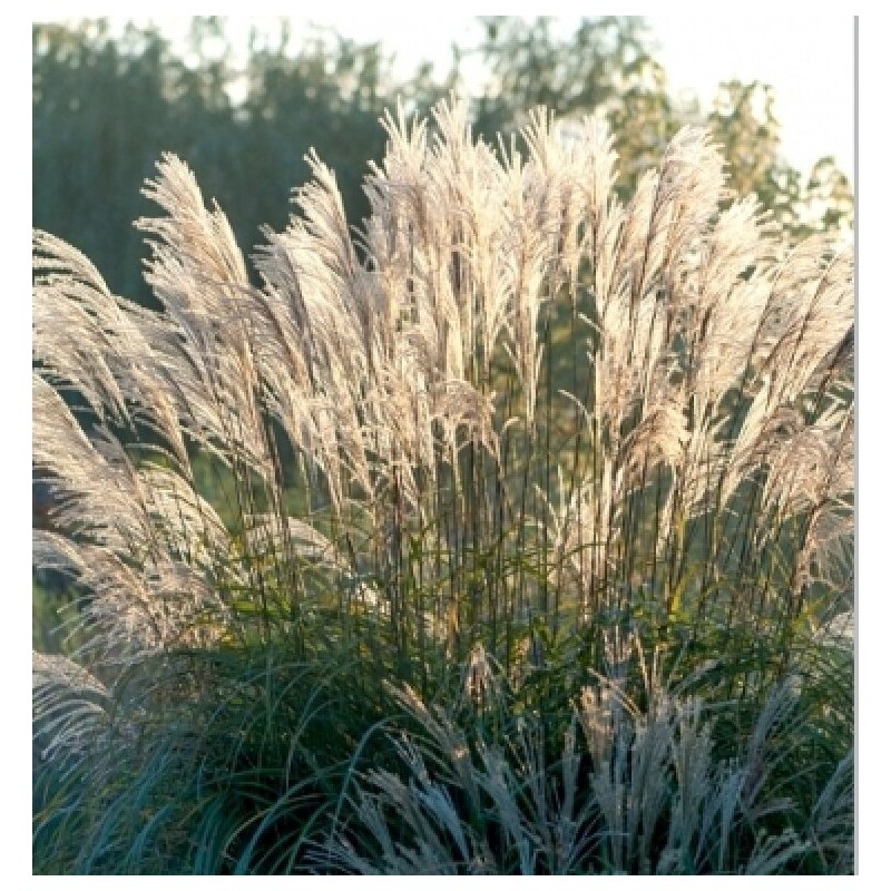 Miskante, Ķīnas 'Blutenwunder' /Miscanthus sinensis/ - C4 kont.