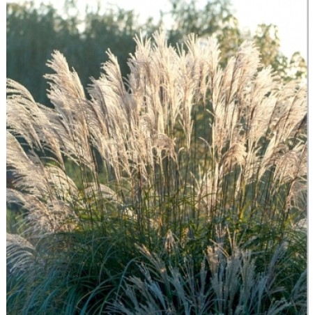 Miskante, Ķīnas 'Blutenwunder' /Miscanthus sinensis/ - C4 kont.