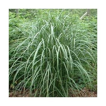 Miskante, Ķīnas 'Blutenwunder' /Miscanthus sinensis/ - C4 kont.