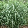 Miskante, Ķīnas 'Blutenwunder' /Miscanthus sinensis/ - C4 kont.