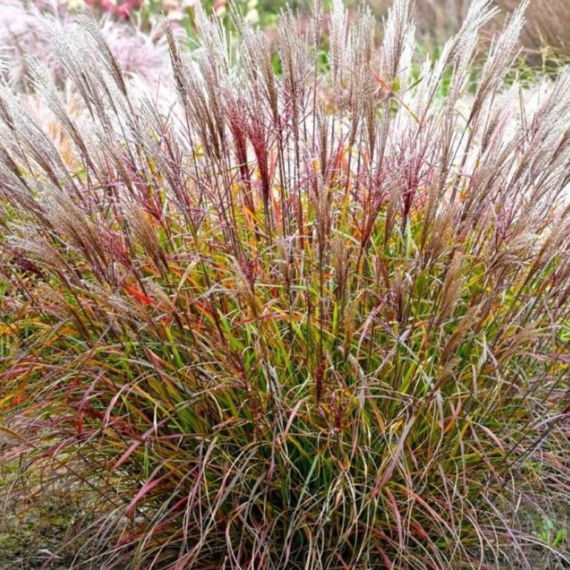 Miskante, Ķīnas 'Purple Prince' /Miscanthus sinensis/ - C4 kont.