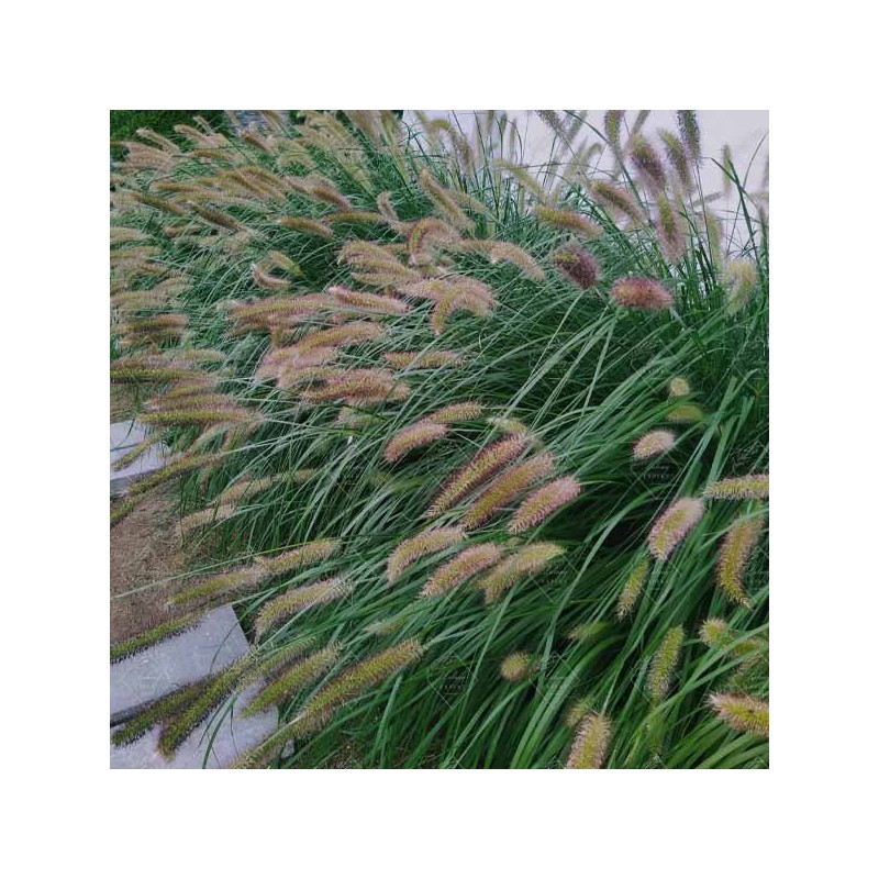 Šeriuotis, šluotinis 'Lady U' /Pennisetum alopecuroides/ - P14 kont.