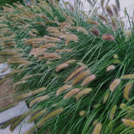 Spalvzāle, lapsastu 'Lady U' /Pennisetum alopecuroides/ - P14 kont.