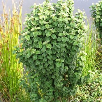 Grimonis, asinssarkanais...