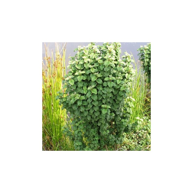 Grimonis, asinssarkanais 'Compressa' /Cornus sanguinea/ - P9 kont.